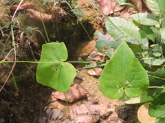 Solena amplexicaulis