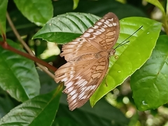 Tanaecia iapis