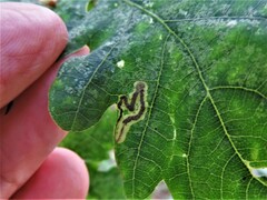 Stigmella