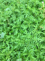 Erechtites valerianifolius