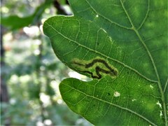 Stigmella