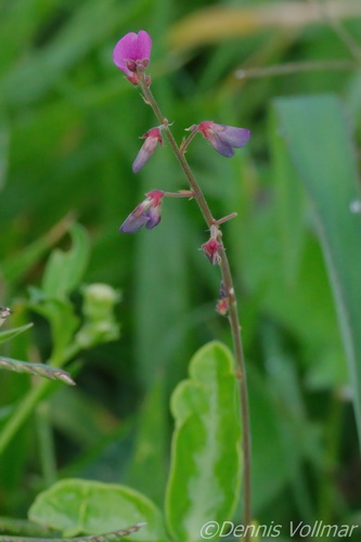 zarzabacoa comun (Desmodium incanum)