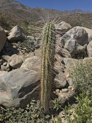 Trichocereus chiloensis