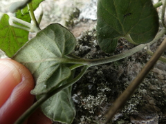 Philibertia solanoides