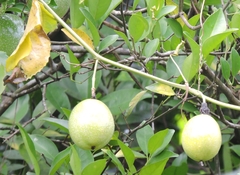 Passiflora edulis