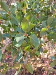 Quercus wislizeni