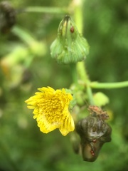 Sonchus