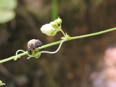 Solena amplexicaulis