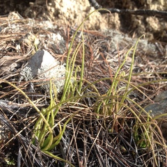 Pinguicula heterophylla