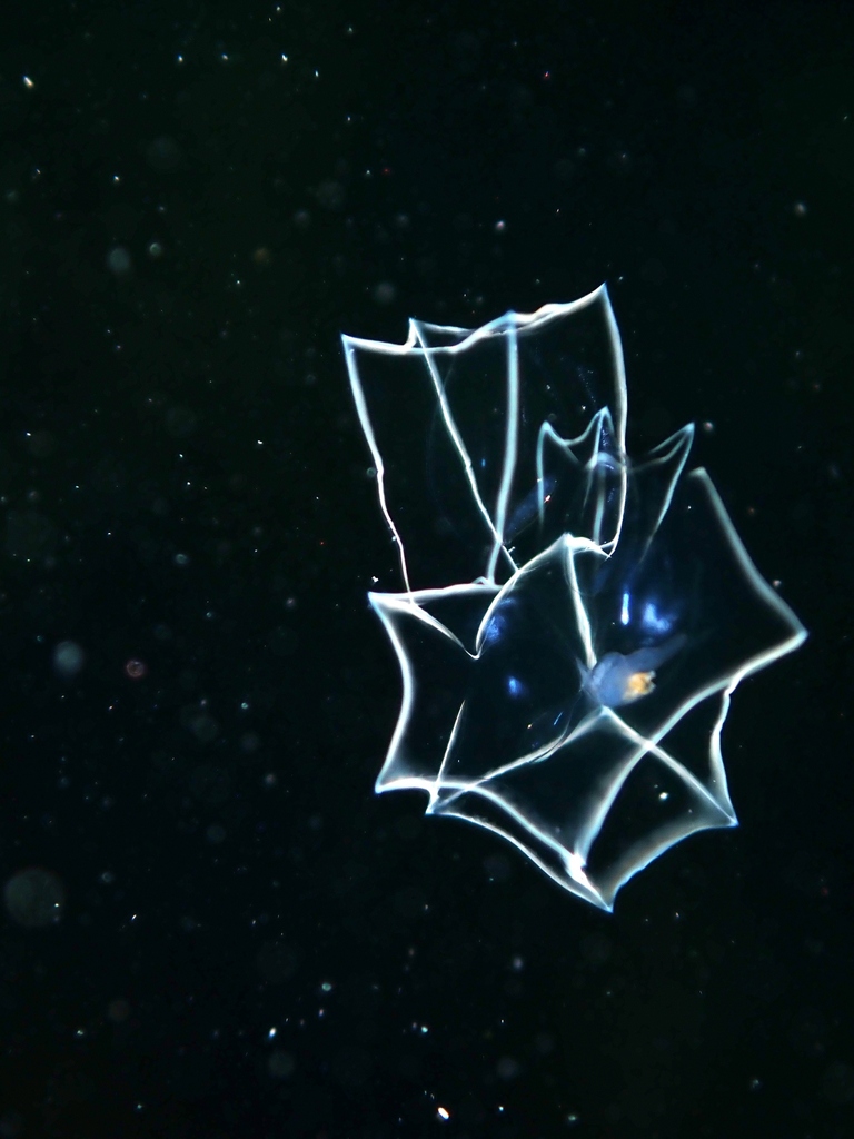Bassia bassensis