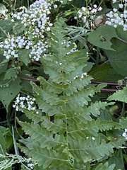 Thelypteris palustris