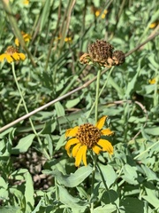Helianthus ciliaris