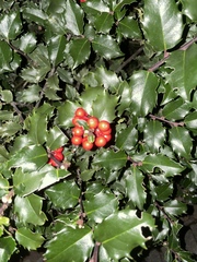 Ilex aquifolium