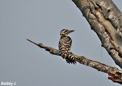 Dendrocopos analis