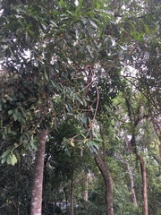 Chrysophyllum