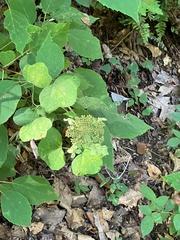 Hydrangea arborescens
