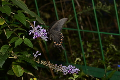Papilio bianor