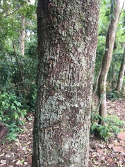 Chrysophyllum