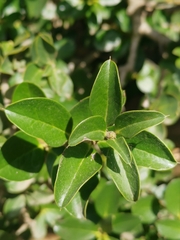 Archidasyphyllum diacanthoides