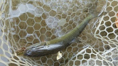 Semotilus corporalis