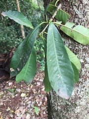 Chrysophyllum
