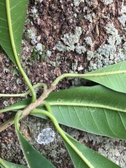 Chrysophyllum