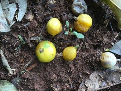 Chrysophyllum