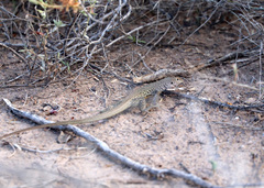 Aspidoscelis marmoratus