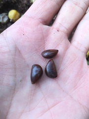 Chrysophyllum