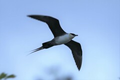 Stercorarius longicaudus