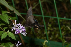 Papilio bianor