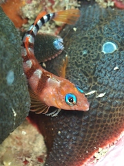 Notoclinops segmentatus