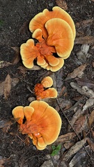 Laetiporus conifericola