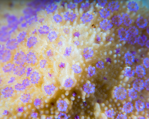 Montipora patula Verrill, 1869