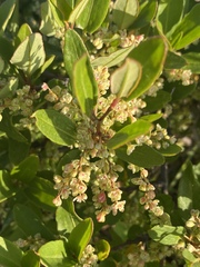 Muehlenbeckia hastulata