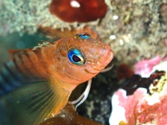 Notoclinops segmentatus