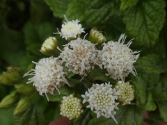 Ageratina sternbergiana