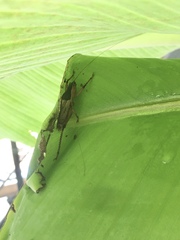 Agraecia agraecioides