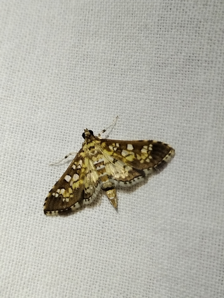 Stained-glass Moth from Ocean Springs, MS 39564, USA on October 02 ...