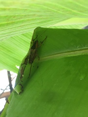 Agraecia agraecioides