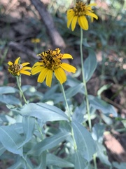 Helianthus ciliaris