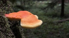 Laetiporus conifericola
