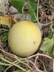 Cucumis melo