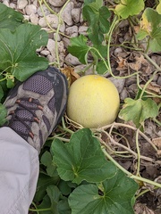 Cucumis melo