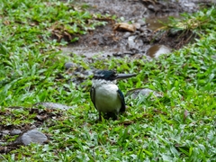 Todiramphus chloris