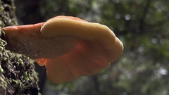 Laetiporus conifericola