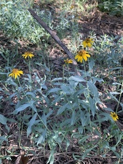 Helianthus ciliaris