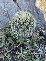 Coryphantha erecta