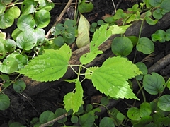 Boehmeria cylindrica