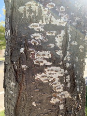 Coniophora puteana